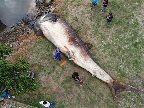 Mamifero Maior Do Mundo