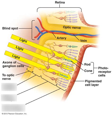 Biol 305 Photoreceptors Diagram Quizlet