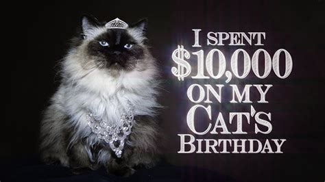 Koo Koo I Spent 10000 On My Cats Birthday Music Video Youtube