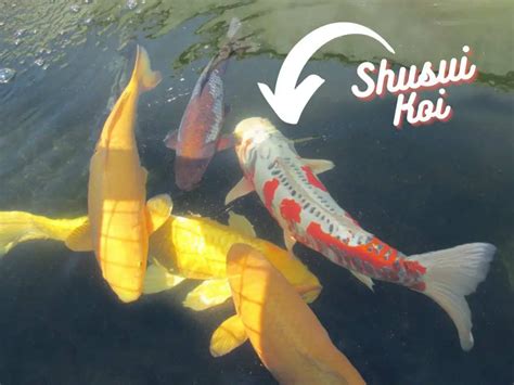 Koi Fish Sex Identification How To Tell If Your Koi Are Male Or Female Backyard Pond Ideas