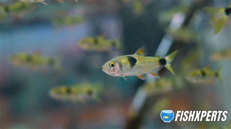 Bucktooth Tetra Care Fishxperts