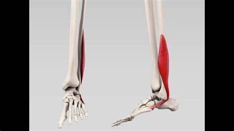 Musculus Peroneus Brevis Doccheck