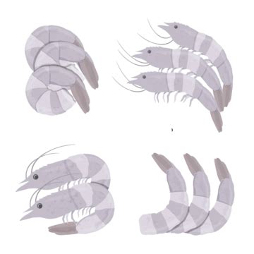 Cartoon Vector Illustration Of Freshly Isolated Shrimp Or Prawn Set On