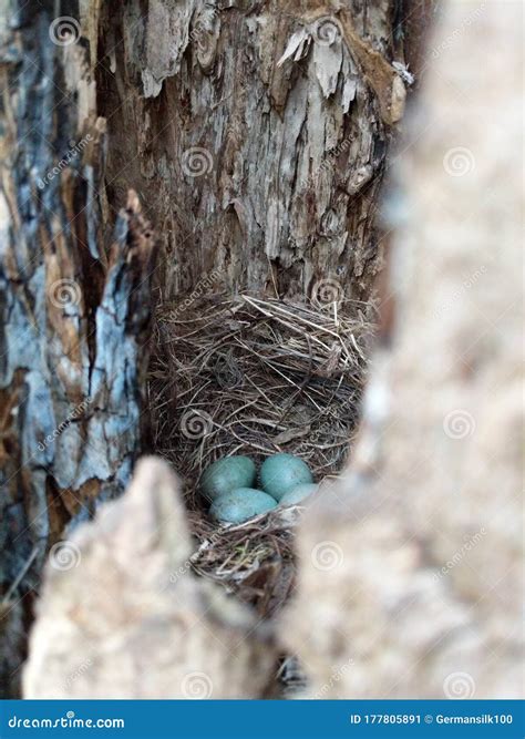 Secret Bird Nest of Common Blackbird Turdus Merula with 4 Turquoise