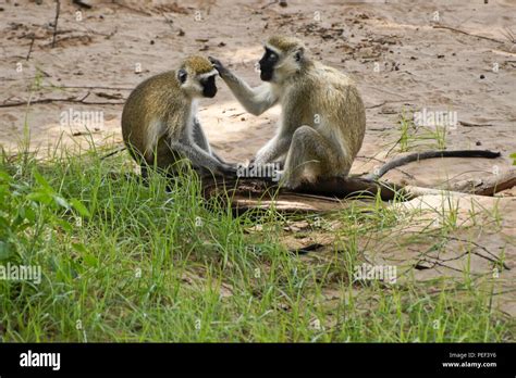 Black Faced Vervet Monkeys Grooming Each Other Samburu Game Reserve