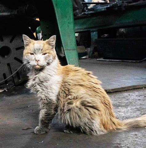 Meet Dirt The Cat Nevada Northern Railways Rail Cat Trains