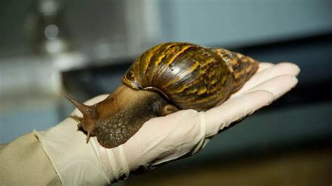 Snail Farming For Beginners In Nigeria Made Easy Legitng