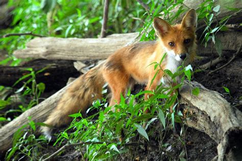 Close Encounter Of The Red Fox Kind Great Falls Maryland Flickr