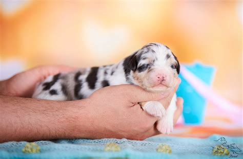 Chiots Bergers Australiens Bleu Merle Et Noir Tricolore Auvergne