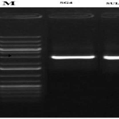 Amplification of aldehyde dehydrogenase gene with primer ALDH (f) and ...