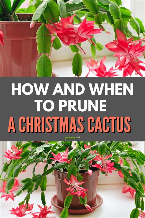 How And When To Prune A Christmas Cactus