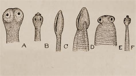 Types Of Parasitic Worms