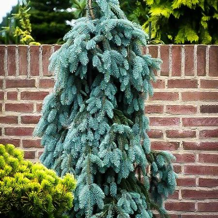 Evergreen Trees For Sale Online The Tree Center