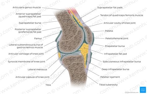 Intercarpal Joints Anatomy Ligaments Movements Kenhub The Best Porn