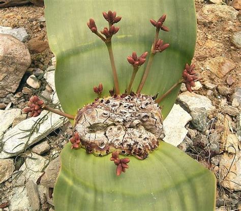 The Living Fossil Welwitschia Mirabilis Hubpages