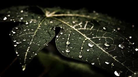 Water Drops, Leaves, Nature, Macro, Dark wallpaper | nature and ...