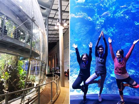 calacademy SF • A Passion and A Passport