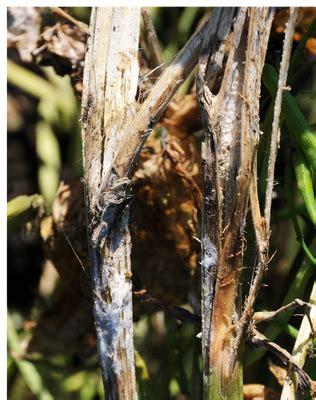 Canola Diseases Sclerotinia Stem Rot Ndsu Agriculture