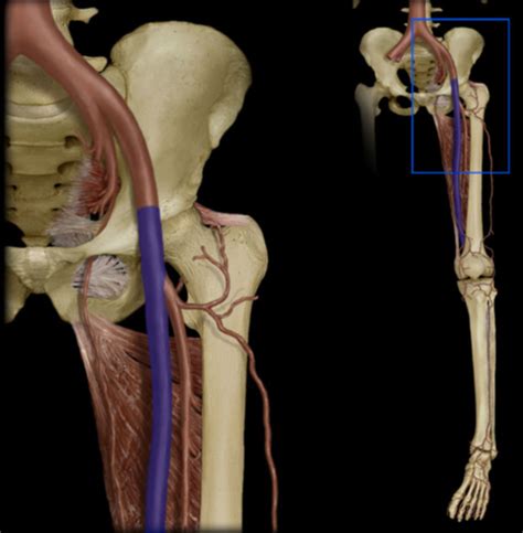 Arteries Of The Head And Lower Limb Flashcards Quizlet