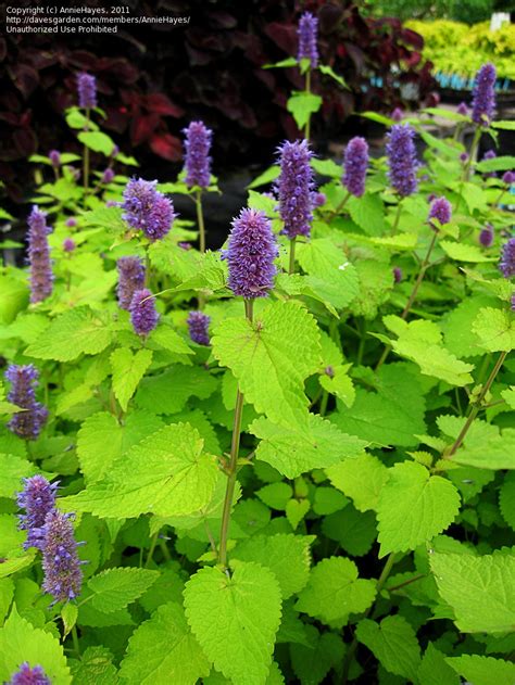 Plantfiles Pictures Agastache Anise Hyssop Blue Giant Hyssop