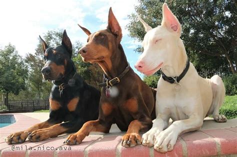 All The Colors And Types Of The Doberman Pinscher Doberman Planet