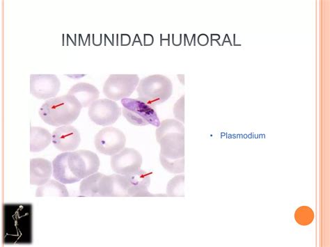 Inmunidad Humoral Y Celular Ppt