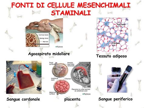 Ppt Cellule Mesenchimali Staminali Powerpoint Presentation Free