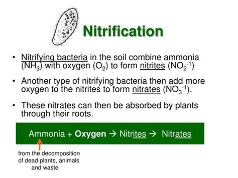 Ppt The Nitrogen Cycle Powerpoint Presentation Id7047601