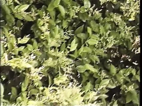 African Xxx Sinners Vol Amateur Amateur Porn Feat Nyna Stax Xhamster