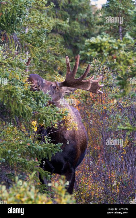 Bull Moose Alaska Hi Res Stock Photography And Images Alamy