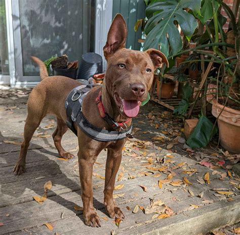 Renegade Paws Rescue - Giving Tuesday