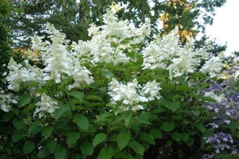 Гортензия метельчатая Вайт Леди. (Hydrangea paniculata White Lady) C7,5 ...