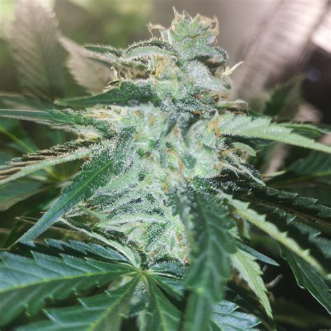 Auto Guerilla Glue Par Bulk Seed Bank Info De Vari T