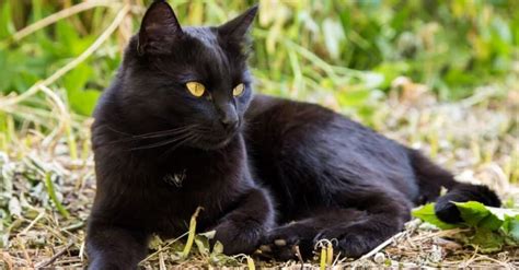 Top 10 Most Beautiful and Prettiest Cats - A-Z Animals