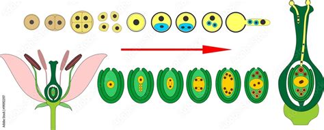 Formation Of Pollen Grains And Embryo Sac Double Fertilization Stock