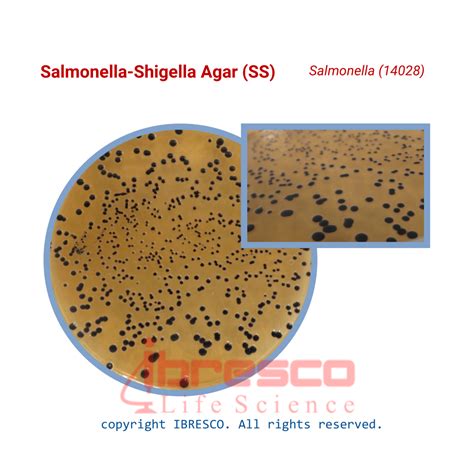 Salmonella Shigella Agar Ibresco