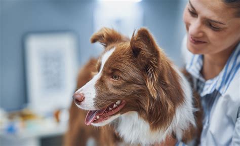 Descubre Los Secretos Para Convertirte En El Asistente Veterinario Que