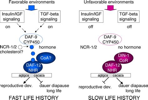 Nuclear Hormone Receptors In C Elegans