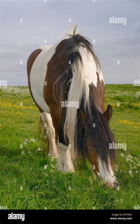 Gypsy Cob Horse Uk Hi Res Stock Photography And Images Alamy