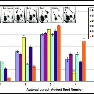 Mean Total Ral Relative Adduct Labelling In Selected Mutamouse