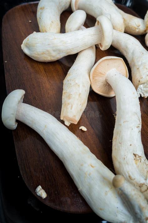 Table Top Shot Of Big Milky Mushroom Calocybe Indica With Long Body