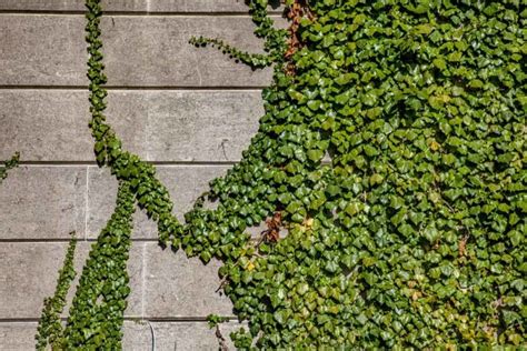 Trepadeira Espécies Cuidados e Fotos de Decoração a Planta