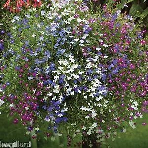 Lobelia Trailing Fountain Mixed 40 Plug Plants 5 99 Bedding Plugs