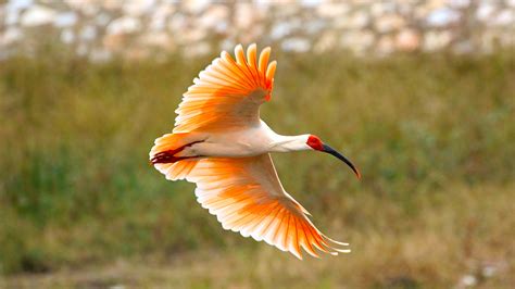 Live Can The Wild Crested Ibises In Shaanxi Successfully Hatch Eggs