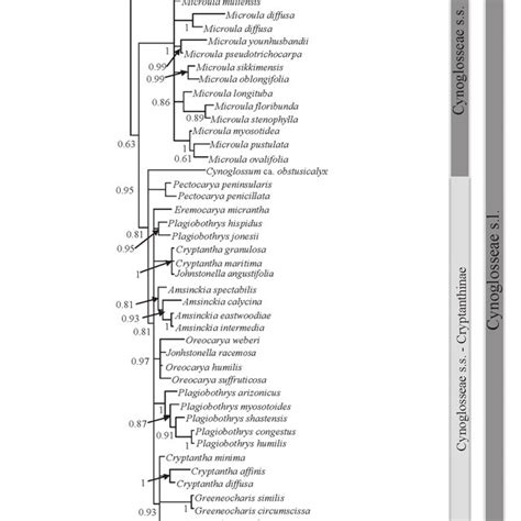 Bayesian Majority Rule Consensus Tree Based On Plastid Trnl Trnf