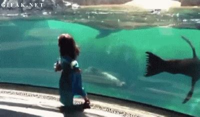 aquarium sea lion gif | WiffleGif