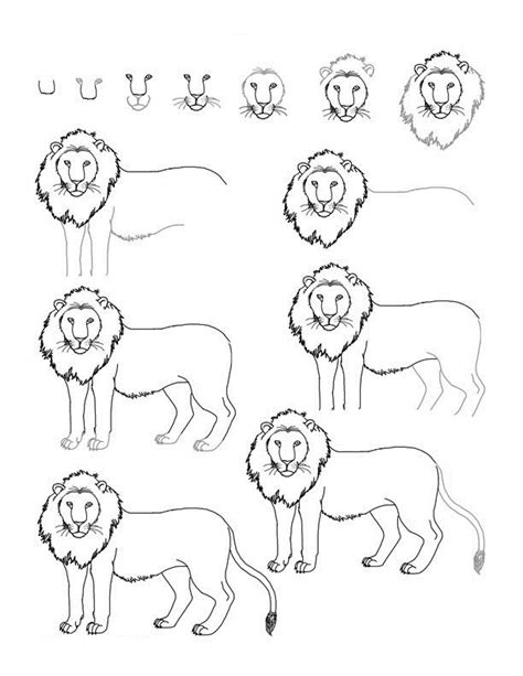 draw  lion   love  education pinterest lions