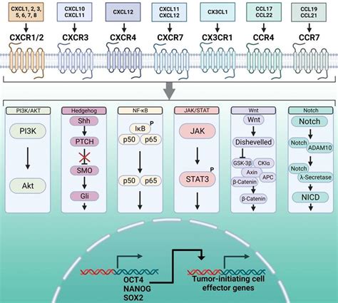 Regulation Of Tumor And Metastasis Initiation By Chemokine Receptors