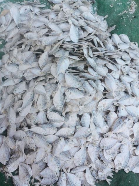 IKAN ASIN PETEK ORIGINAL 1KG MURAH Lazada Indonesia