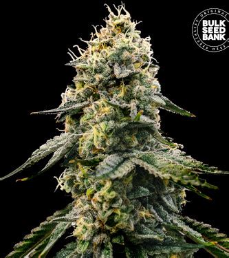 Runtz Gluntz Seeds Bulk Seed Bank Thc